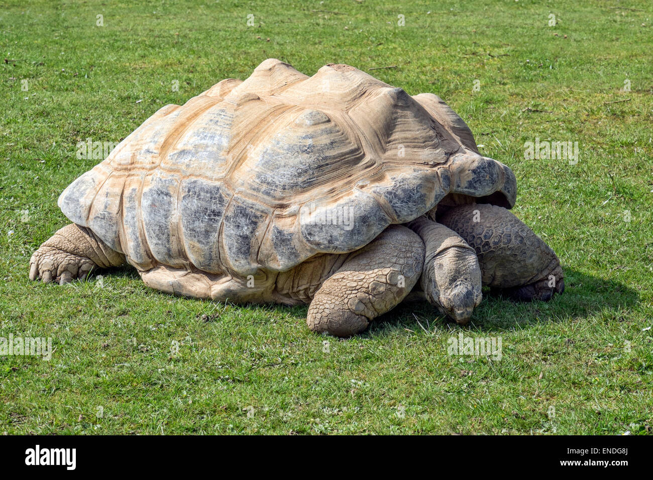 Une tortue géante d'Aldabra (geochelone gigantea) à partir d'une petite dans l'Seyshelles atol Banque D'Images