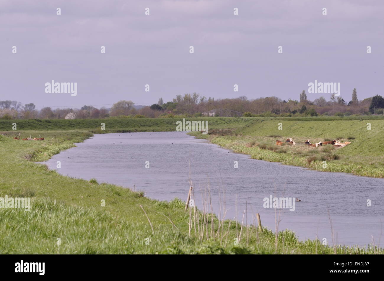 River Glen près de Guthram la goutte, Lincolnshire Fens Banque D'Images