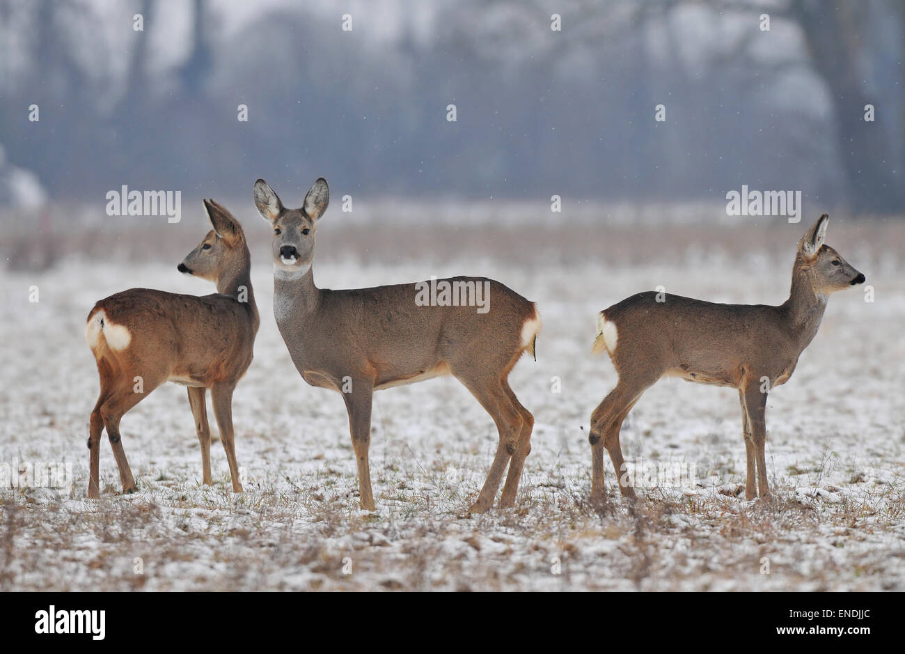 Petit troupeau de chevreuils en hiver Banque D'Images