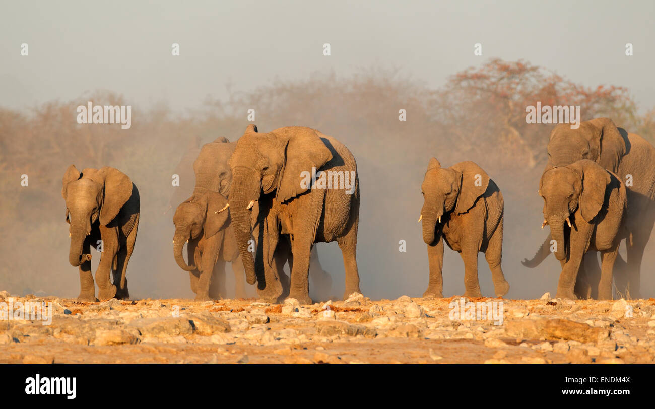 L'éléphant africain (Loxodonta africana) troupeau dans la poussière, Etosha National Park, Namibie Banque D'Images