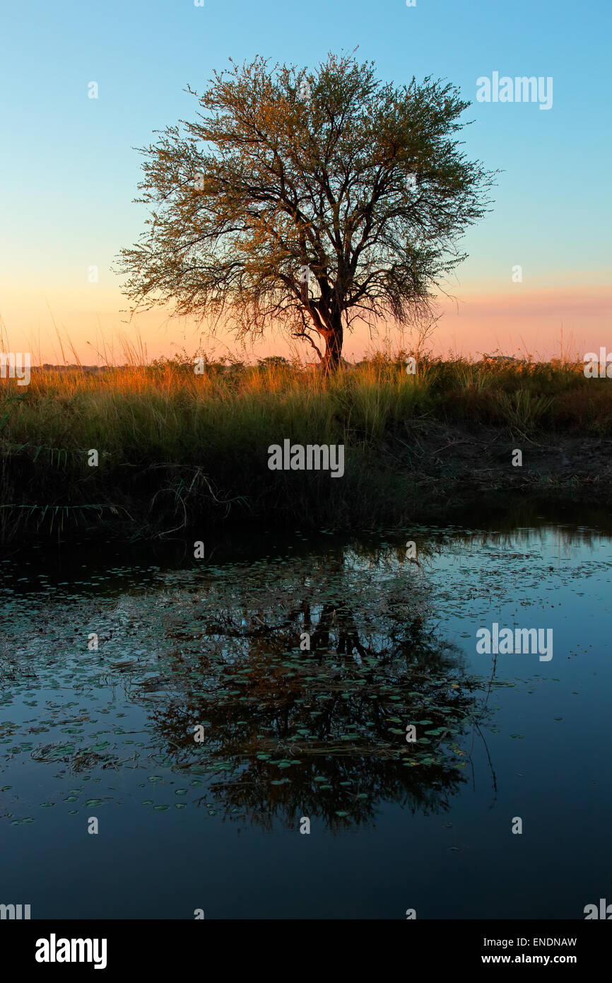 Coucher du soleil avec la silhouette des arbres d'Acacia et de réflexion dans l'eau, l'Afrique australe Banque D'Images