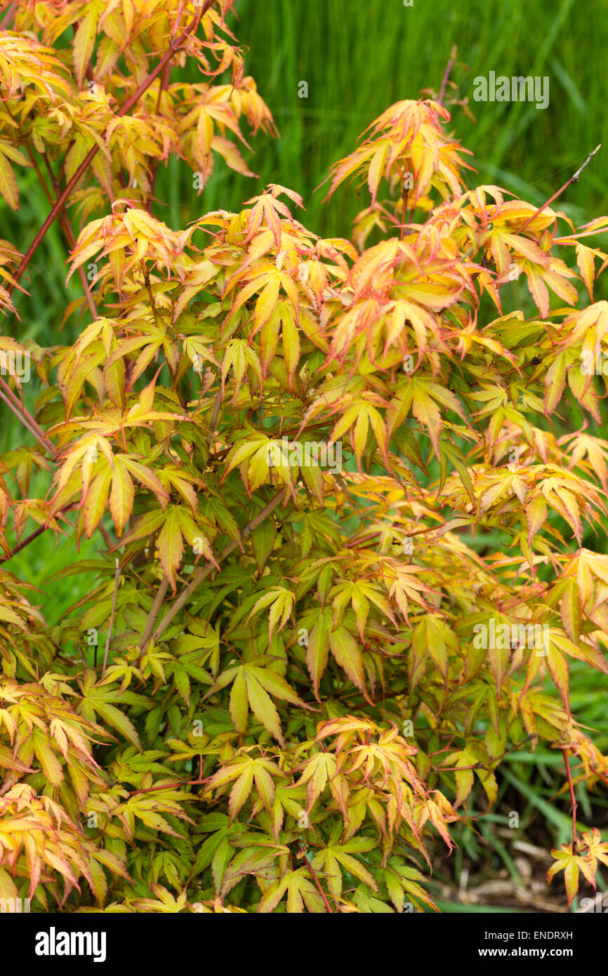 Feuillage frais du printemps de la Japanese maple, Acer palmatum 'Katsura' Banque D'Images