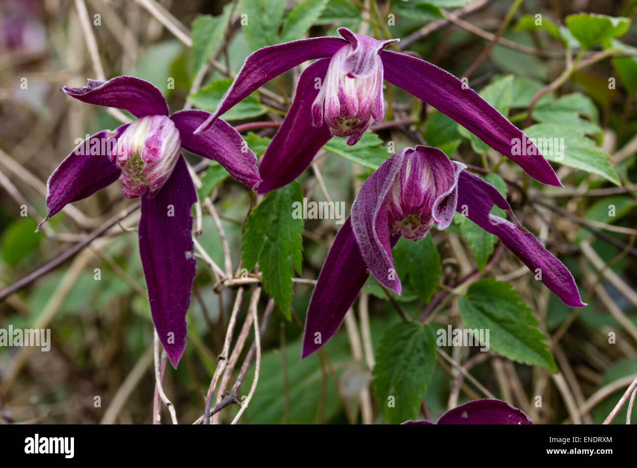Prune fleurs des hardy Clematis koreana 'Purple Rain', un C.alpina par rapport Banque D'Images