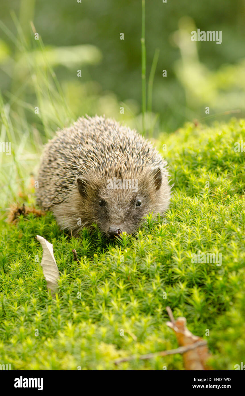 Hérisson d'Europe Erinaceus europaeus,. Sussex, UK. Mai. Banque D'Images