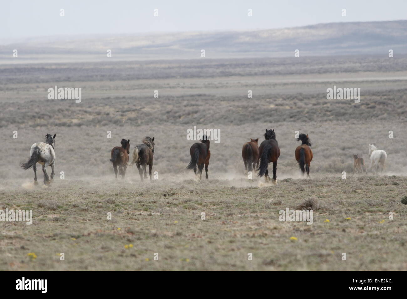 Chevaux sauvages rares et difficiles dans le désert rouge du Wyoming Banque D'Images