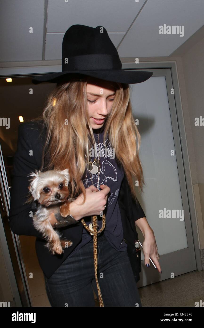 L'Amber entendu vêtu d'un un grand anneau de diamant sur son mariage doigt, quitte l'Aéroport International de Los Angeles (LAX) portant un large chapeau de disquette et de transporter son animal de Yorkshire Terrier chien dans ses bras avec : Amber entendu Où : Los Angeles, California, United States Quand : 29 Oct 2014 Banque D'Images