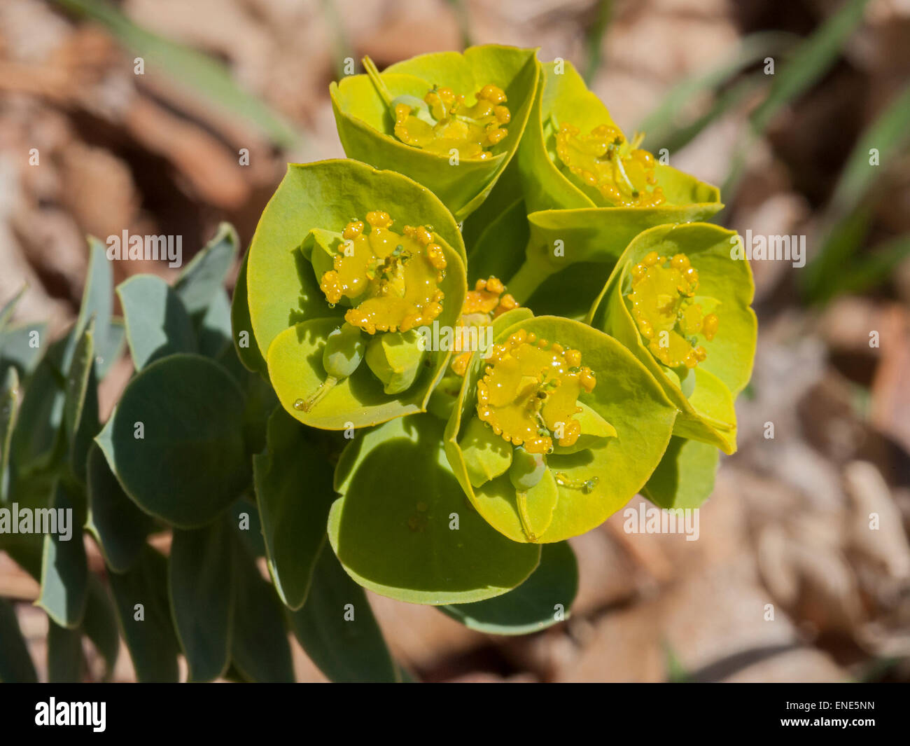 L'euphorbe ésule (Euphorbia myrsinites myrte) est une herbe nuisible liste dans l'État américain du Colorado. Banque D'Images