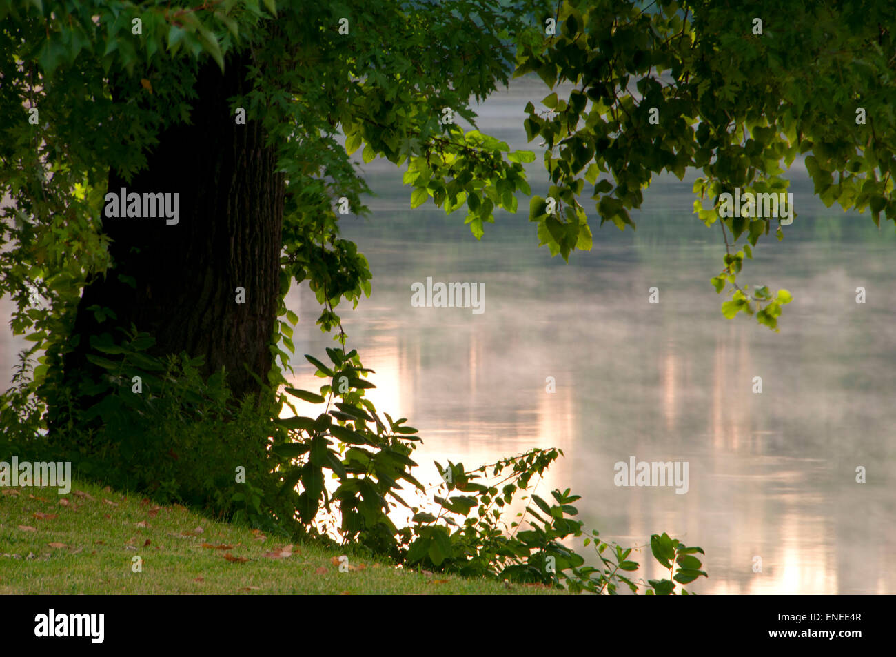 Arbre au bord de la rivière Connecticut, Windsor, New York State Park Meadows Banque D'Images