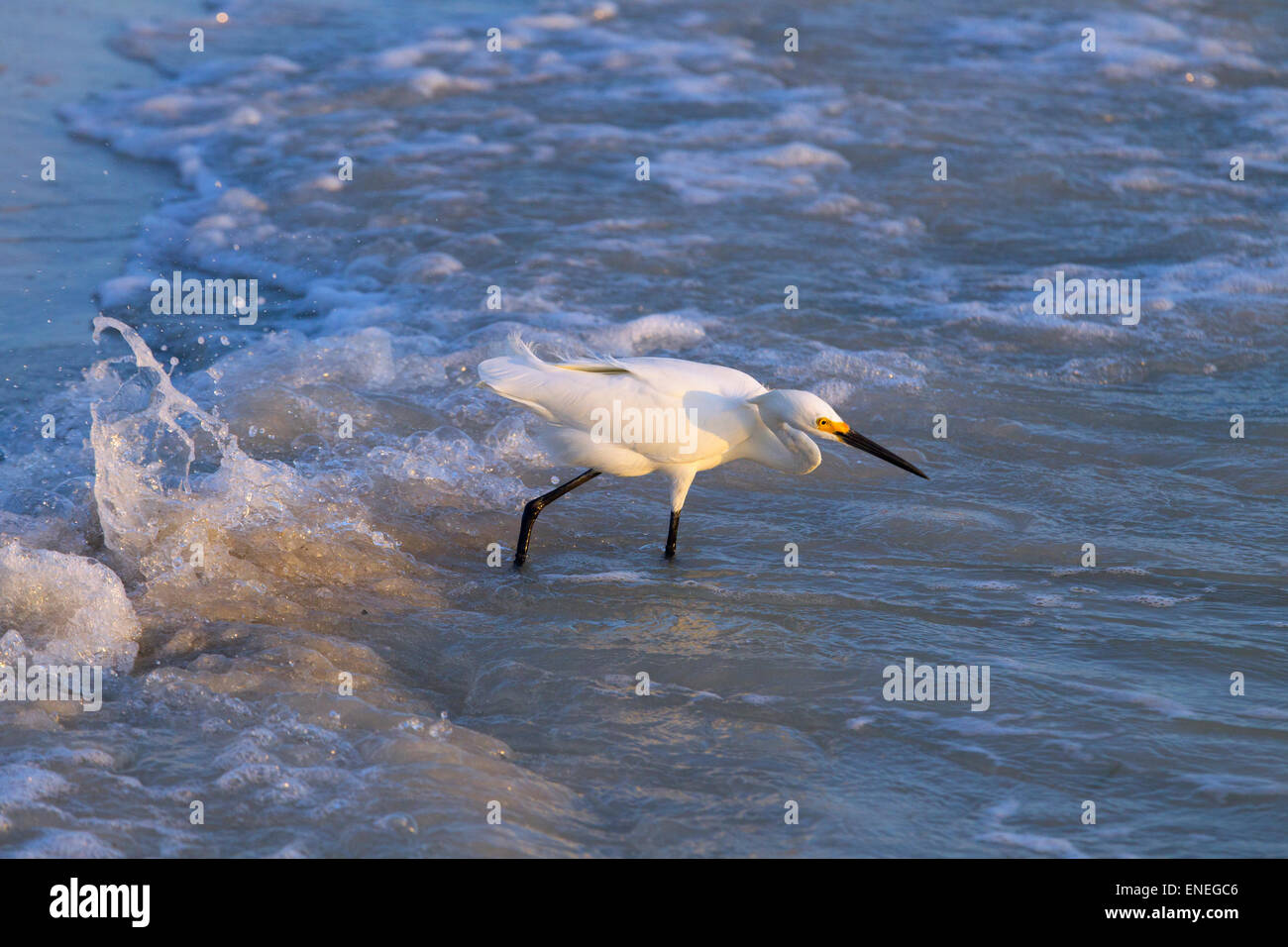 Aigrette neigeuse Egretta thula se nourrir dans le surf sur tideline Gulf coast Florida USA Banque D'Images