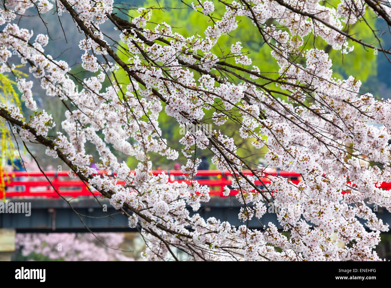 Branches d'un cerisier à la saison de sakura au printemps et un pont rouge traditionnel japonais à l'arrière-plan Banque D'Images