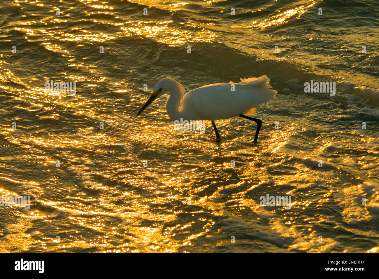 Aigrette neigeuse Egretta thula se nourrir dans le surf sur tideline Gulf coast Florida USA Banque D'Images