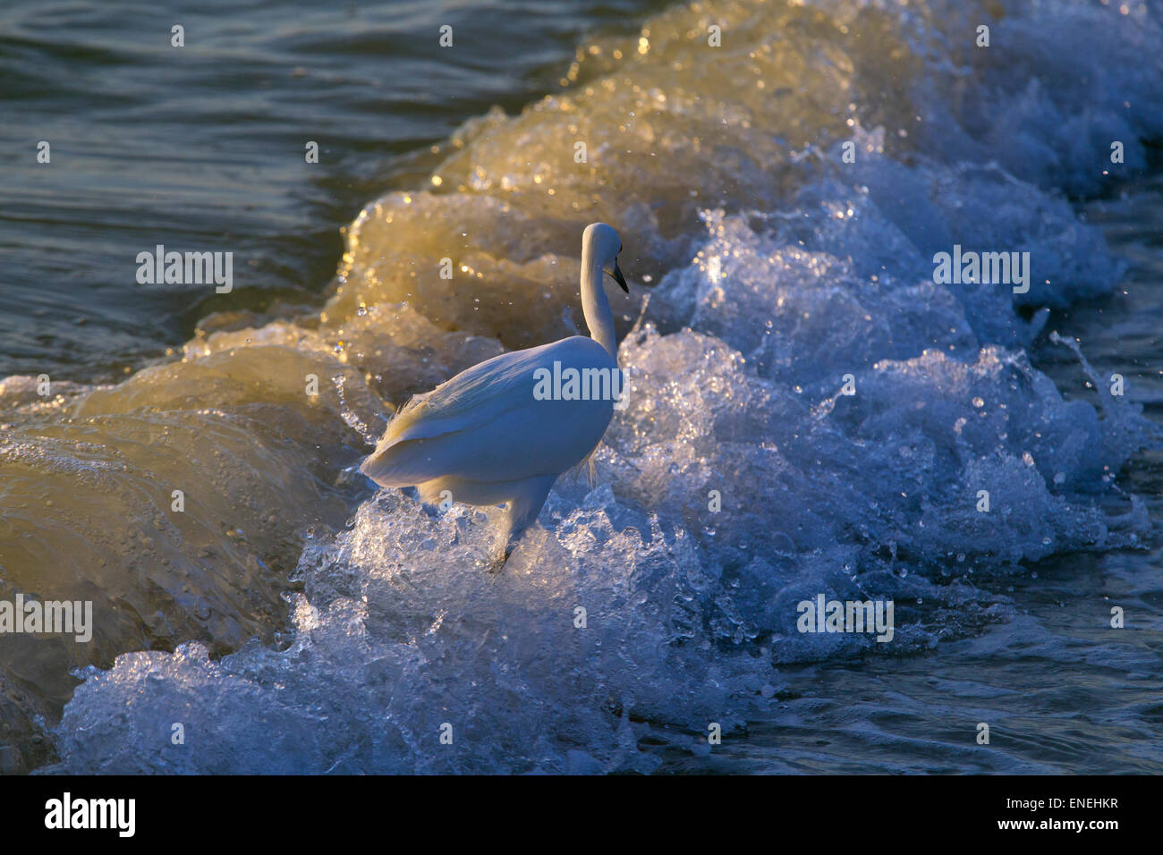 Aigrette neigeuse Egretta thula se nourrir dans le surf sur tideline Gulf coast Florida USA Banque D'Images