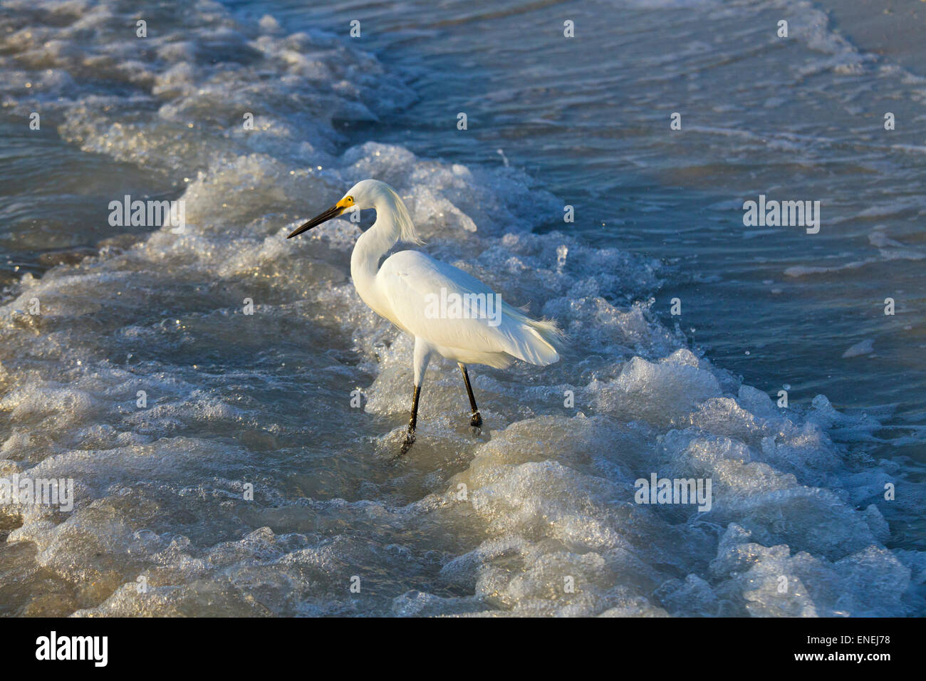 Aigrette neigeuse Egretta thula se nourrir dans le surf sur tideline Gulf coast Florida USA Banque D'Images