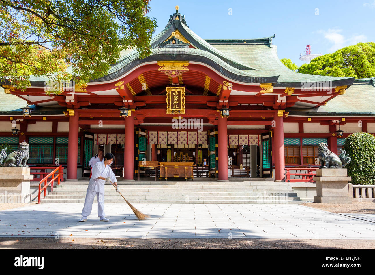 Un préposé au sanctuaire Shinto masculin en robes blanches balayant les feuilles sur le chemin vers le principal Hondo, le hall couleur vermillon, printemps. Banque D'Images