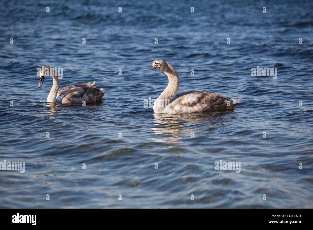 Deux cygnes en mer, on hoche la tête Banque D'Images