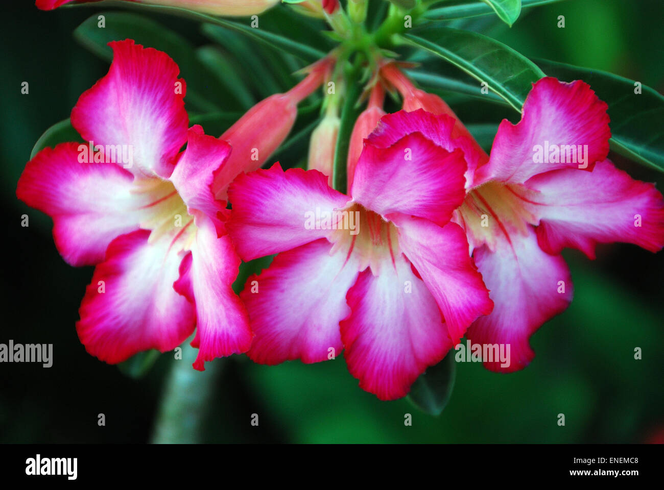 Image de close-up flower Banque D'Images