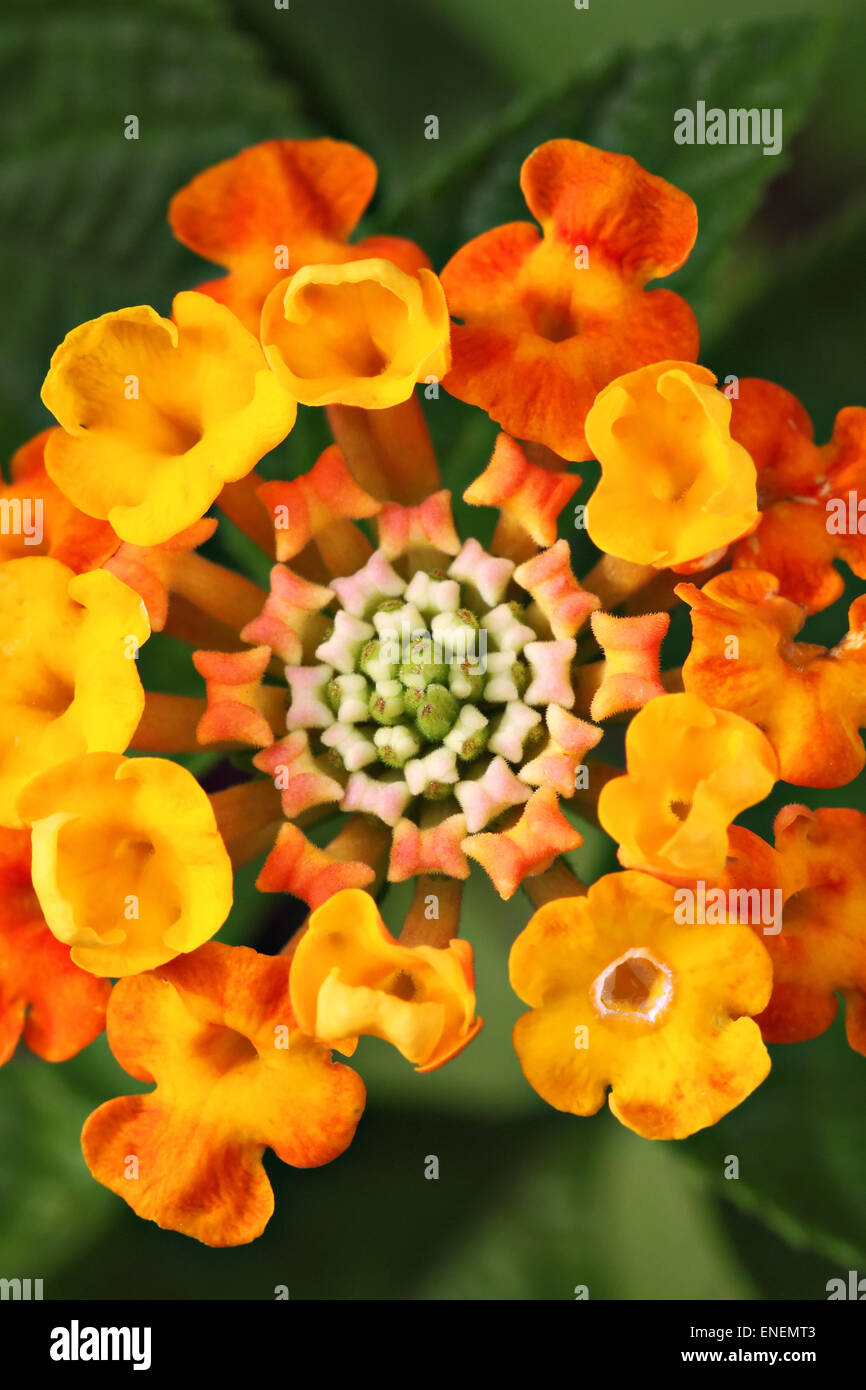 Image de close-up flower Banque D'Images