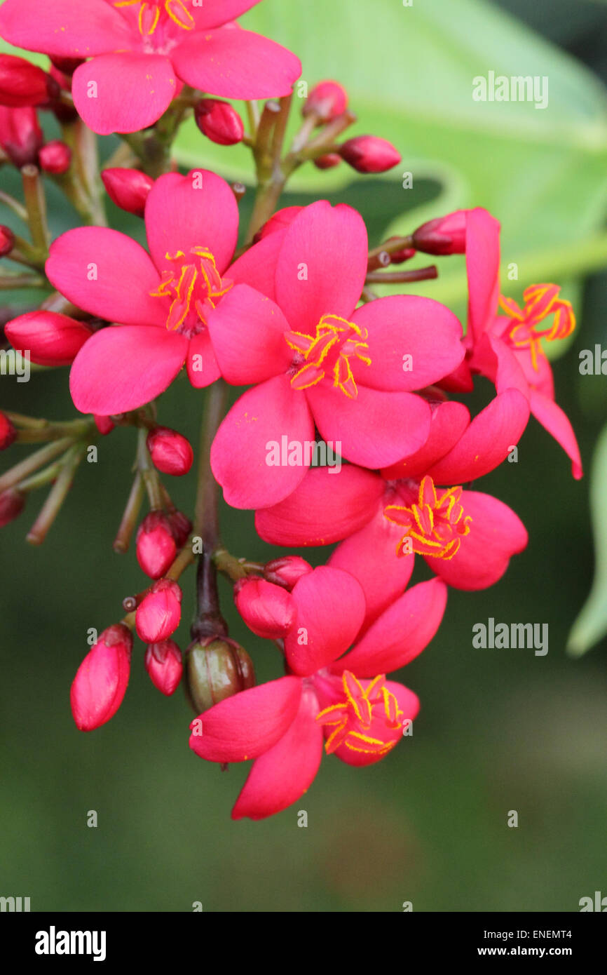 Image de close-up flower Banque D'Images