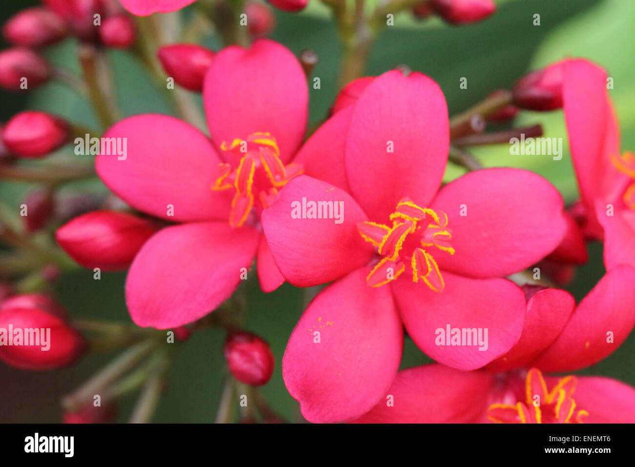 Image de close-up flower Banque D'Images