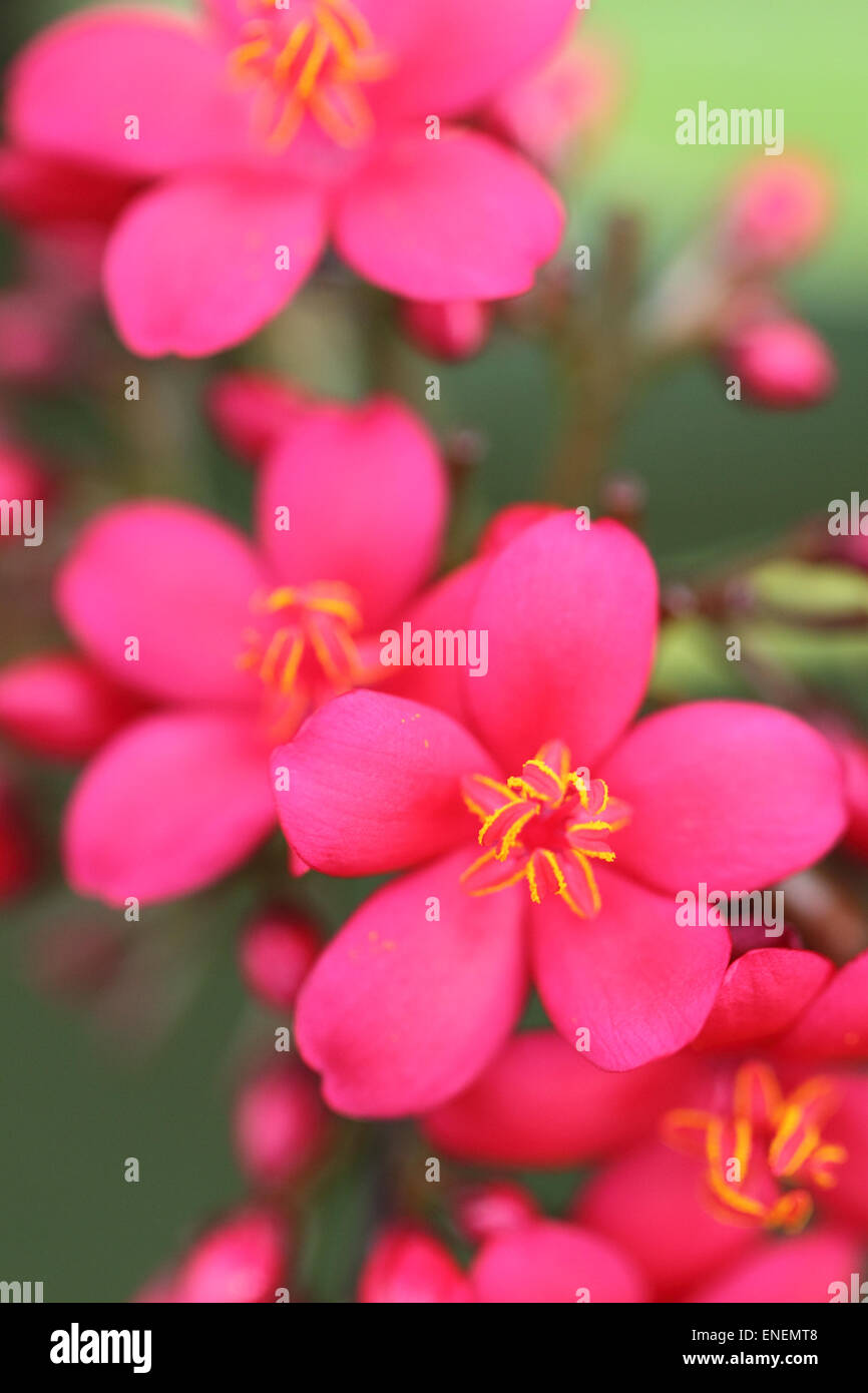Image de close-up flower Banque D'Images