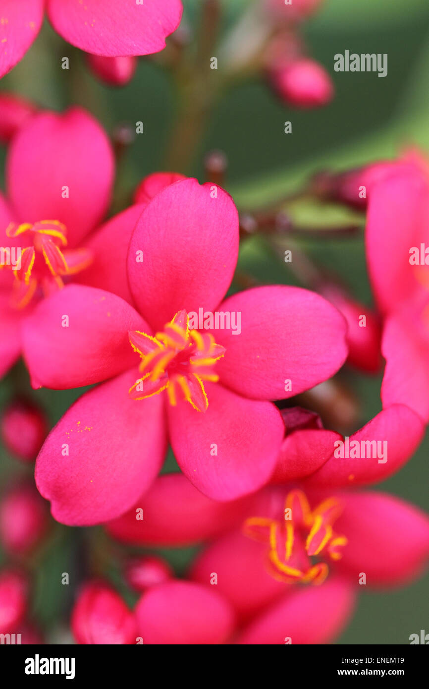Image de close-up flower Banque D'Images