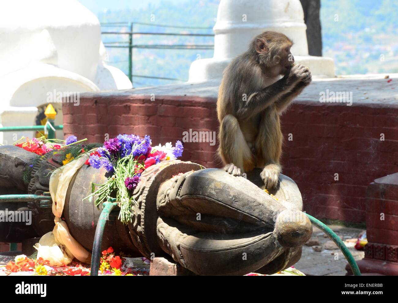 Un singe est assis sur Dieu statue et manger les fruits qui a été offert par les dévots. Le Népal 2015 tremblement de terre, qui a tué plus de 7 000 personnes et blessé plus de deux fois plus nombreux, a eu lieu le 25 avril, avec un moment de grandeur 7.8. (Photo de Prabhat Kumar Verma / Pacific Press) Banque D'Images Un singe est assis sur Dieu statue et manger les fruits qui a été offert par les dévots. Le Népal 2015 tremblement de terre, qui a tué plus de 7 000 personnes et blessé plus de deux fois plus nombreux, a eu lieu le 25 avril, avec un moment de grandeur 7.8. (Photo de Prabhat Kumar Verma / Pacific Press) Banque D'Images