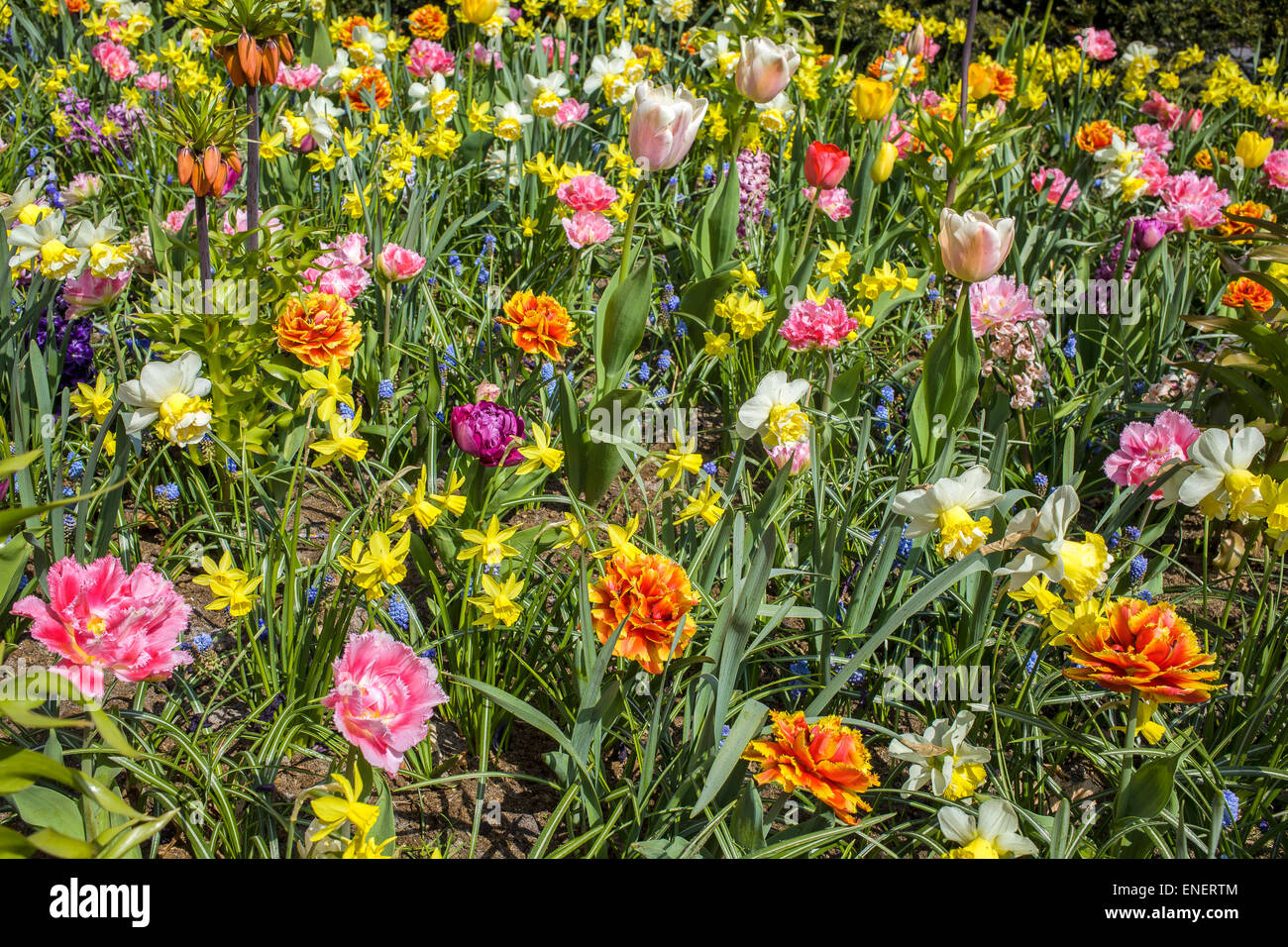 Une variété de fleurs colorées dans le domaine Banque D'Images