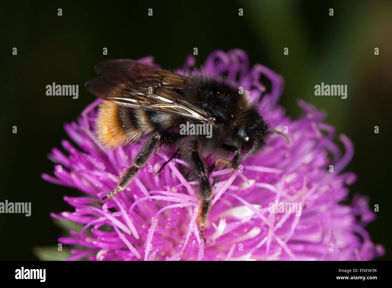 Cuckoo Cuckoo, Bumblebee, Felsenkuckuckshummel Kuckuckshummel, Abeille, Schmarotzerhummel, Bombus rupestris, Psithyrus rupestris Banque D'Images