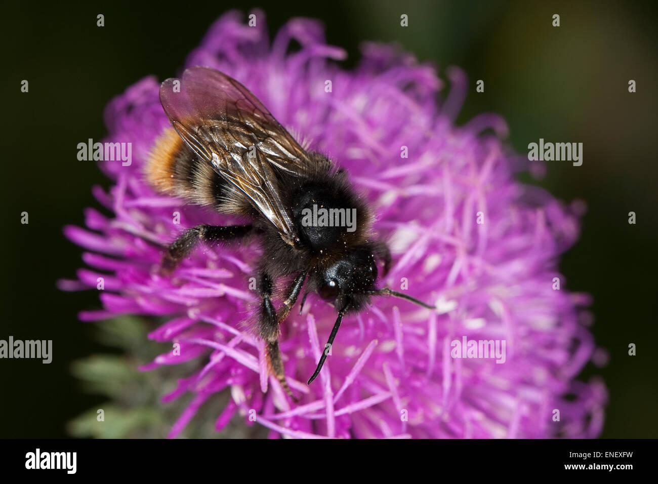 Cuckoo Cuckoo, Bumblebee, Felsenkuckuckshummel Kuckuckshummel, Abeille, Schmarotzerhummel, Bombus rupestris, Psithyrus rupestris Banque D'Images