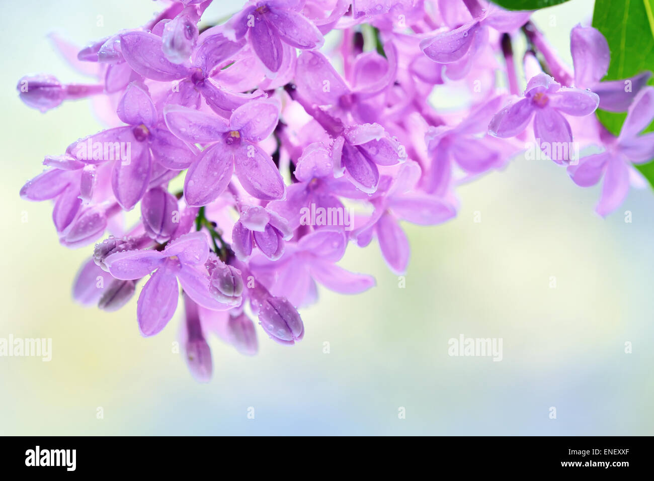 Macro image de printemps fleurs violet lilas Banque D'Images