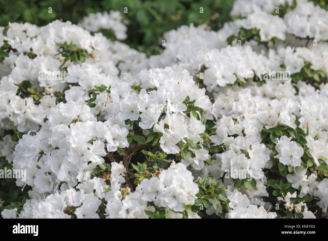 Azalea fleurs dans jardin blanc Banque D'Images