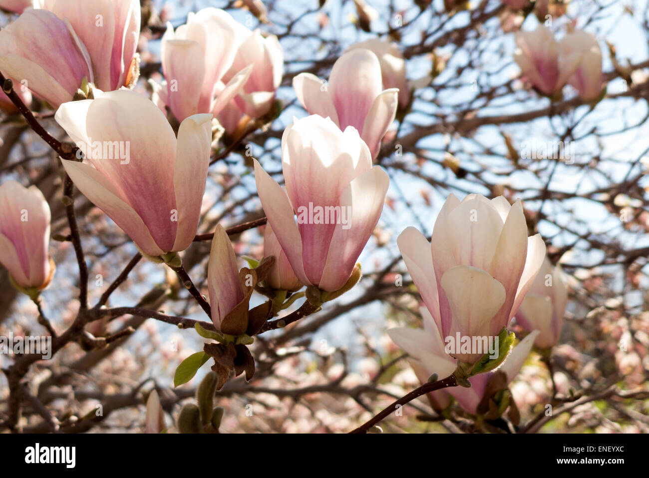 Magnolia en fleur. Banque D'Images