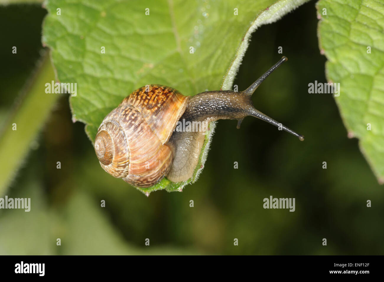 Le cep - escargot Arianta arbustorum Banque D'Images