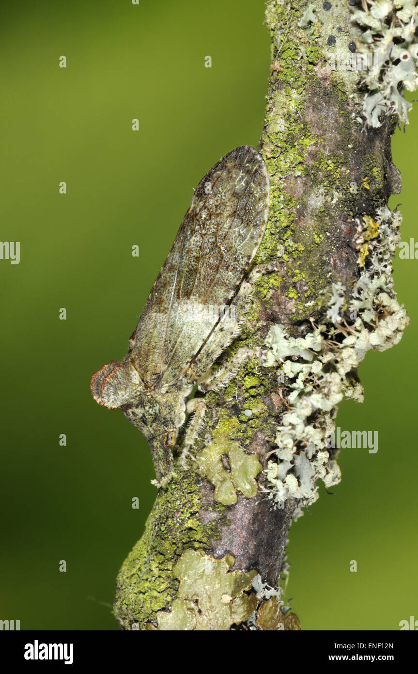 Hôtel Ledra aurita - une espèce de treehopper Banque D'Images