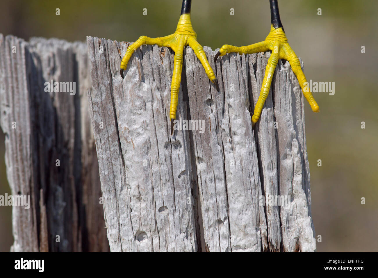 Pieds jaunes d'Aigrette neigeuse Egretta thula Gulf Coast Florida USA Banque D'Images