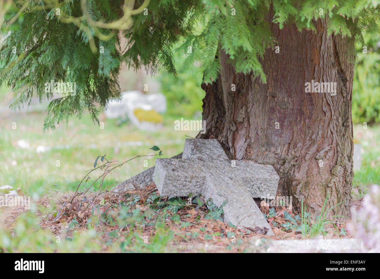 Une pierre tombale négligées, tombé contre sous un arbre adulte Banque D'Images