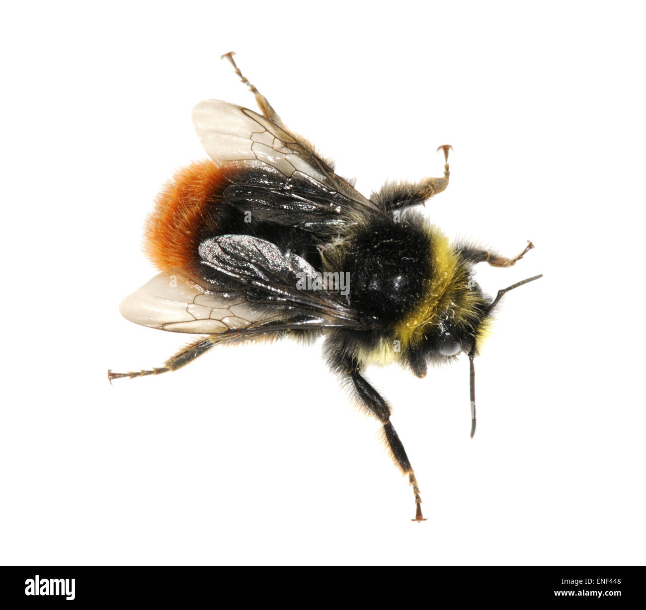 Red-tailed Bumblebee - Bombus lapidarius Banque D'Images