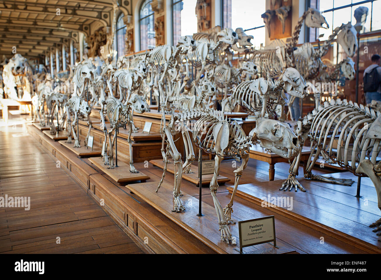 Squelettes - Galeries d'Anatomie comparée et de Paléontologie Banque D'Images