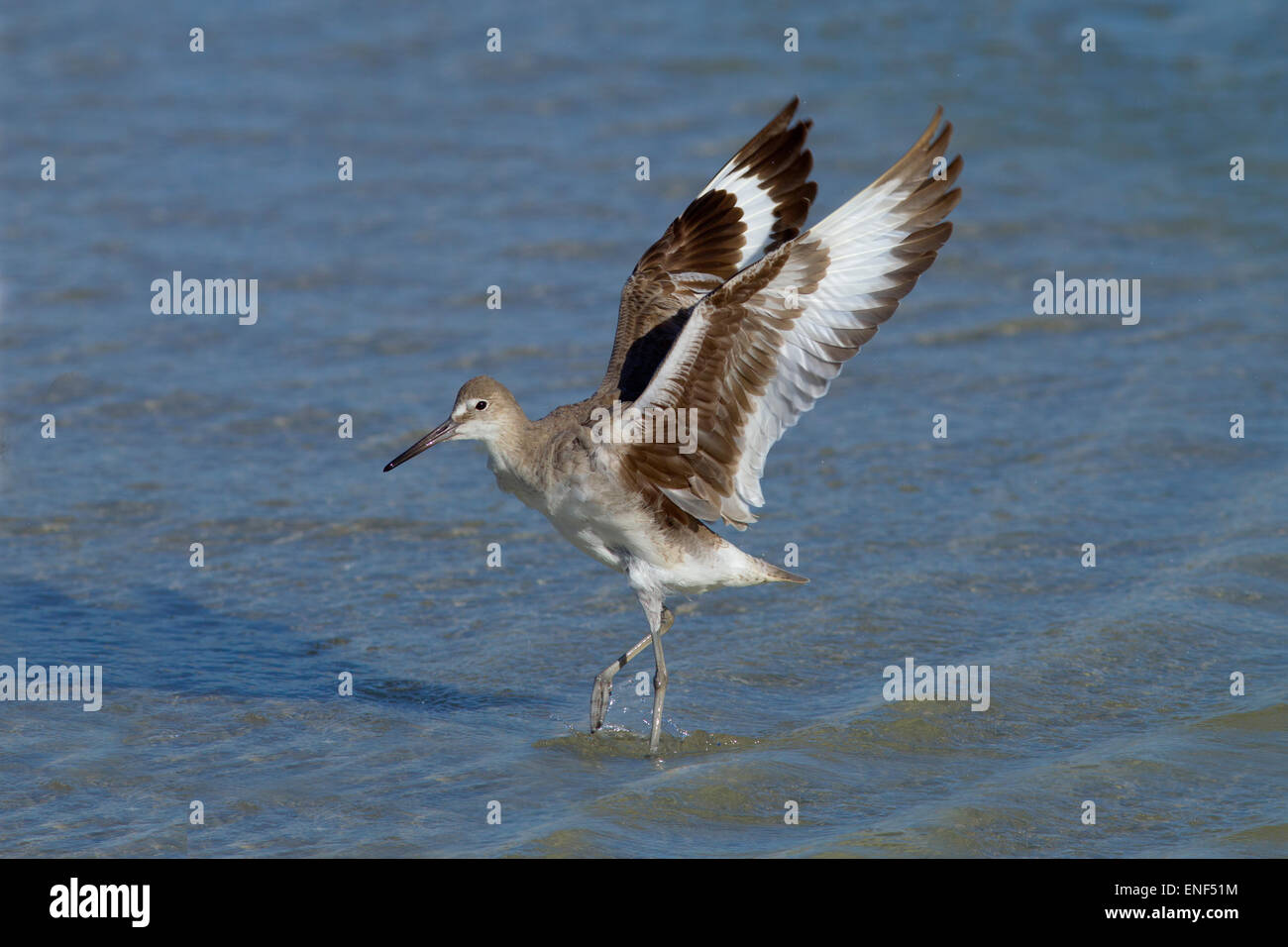 Le chevalier semipalmé Catoptrophorus semipalmatus étend les ailes sur tideline Gulf coast Florida USA Banque D'Images