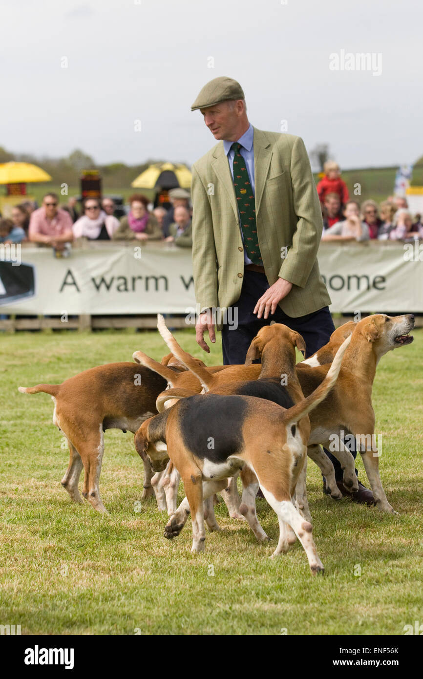 Chasseur à pied entouré de chiens de chasse Foxhounds anglais dans un champ Banque D'Images