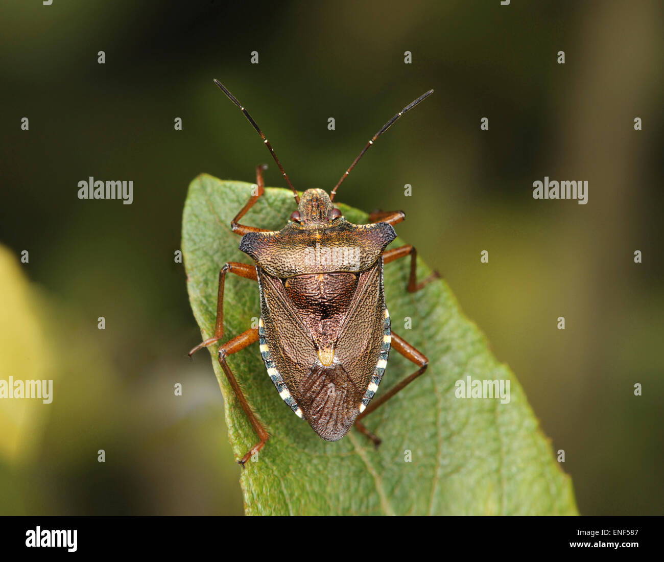 Pentatoma rufipes Bug - Forêt Banque D'Images