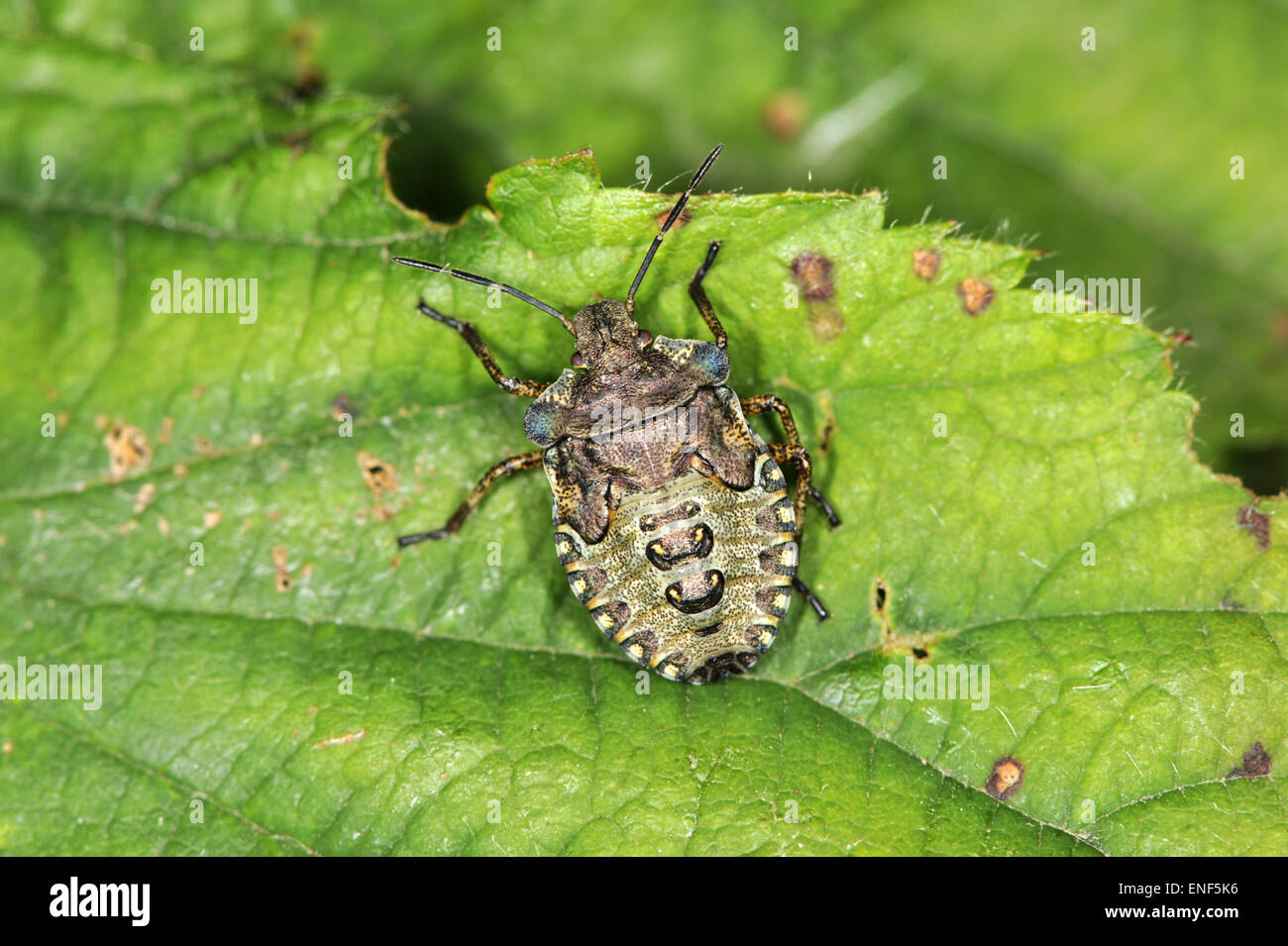Pentatoma rufipes Bug - Forêt Banque D'Images