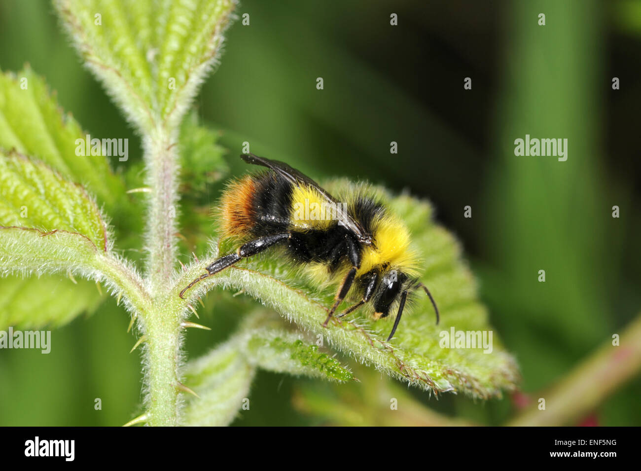 Début de Bourdon - Bombus pratorum Banque D'Images