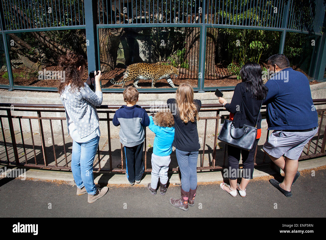 Les gens regardent Chinese-Leopard stimulation à la Zoo de Paris Banque D'Images