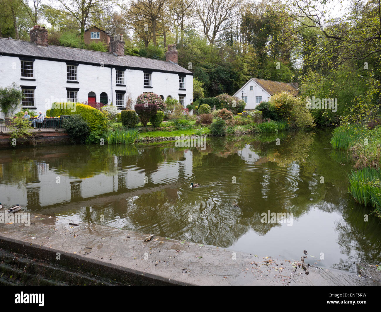 Cottages blancs par une piscine en Lymm village, Cheshire, Royaume-Uni Banque D'Images