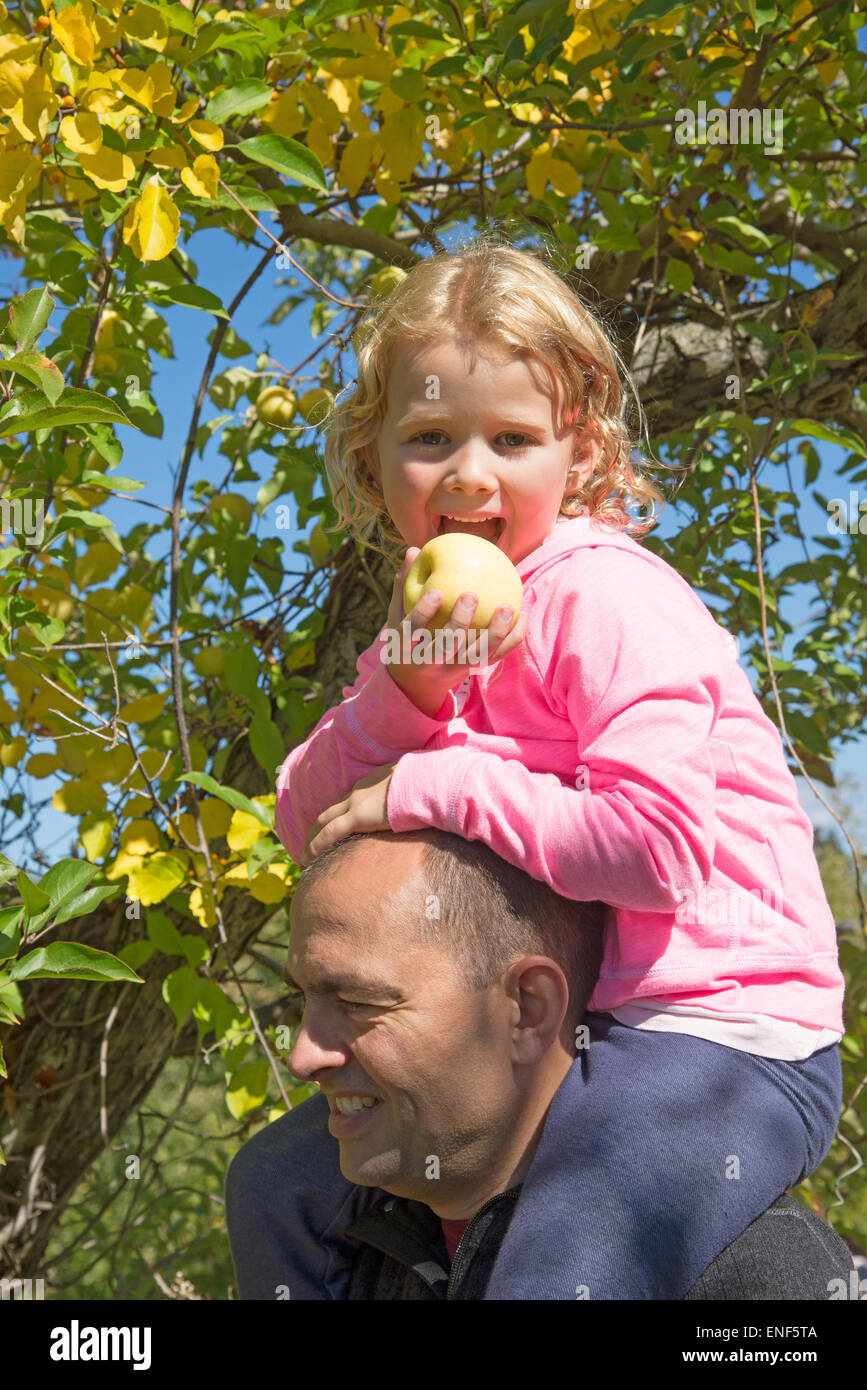 Homme avec petite fille assise sur ses épaules de manger une pomme dans un verger Banque D'Images