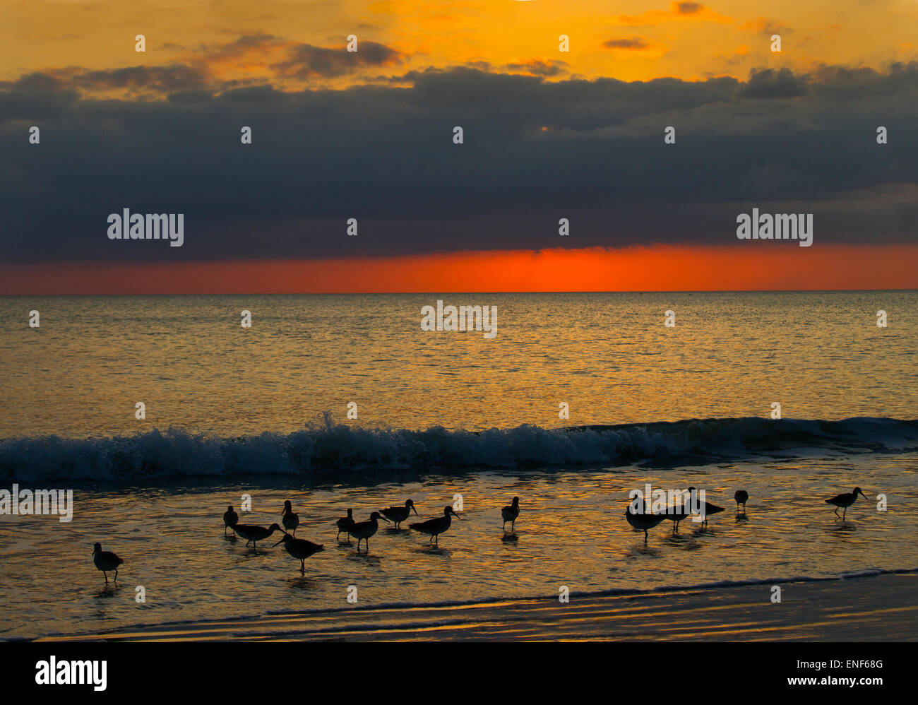 Chevalier semipalmé Catoptrophorus semipalmatus nourrir au coucher du soleil sur la côte du golfe tideline Florida USA Banque D'Images