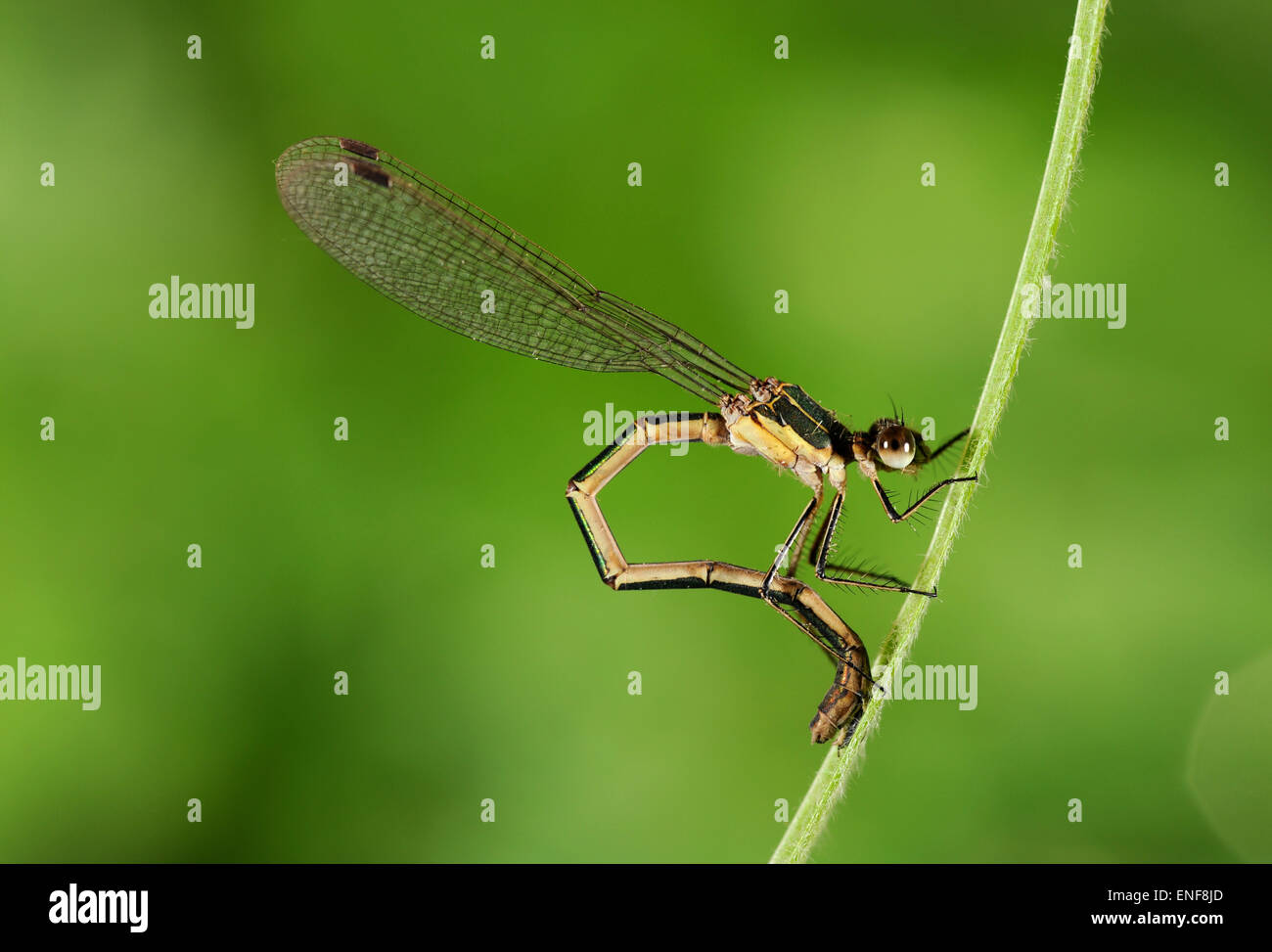 Émeraude rares - demoiselle Lestes dryas Banque D'Images