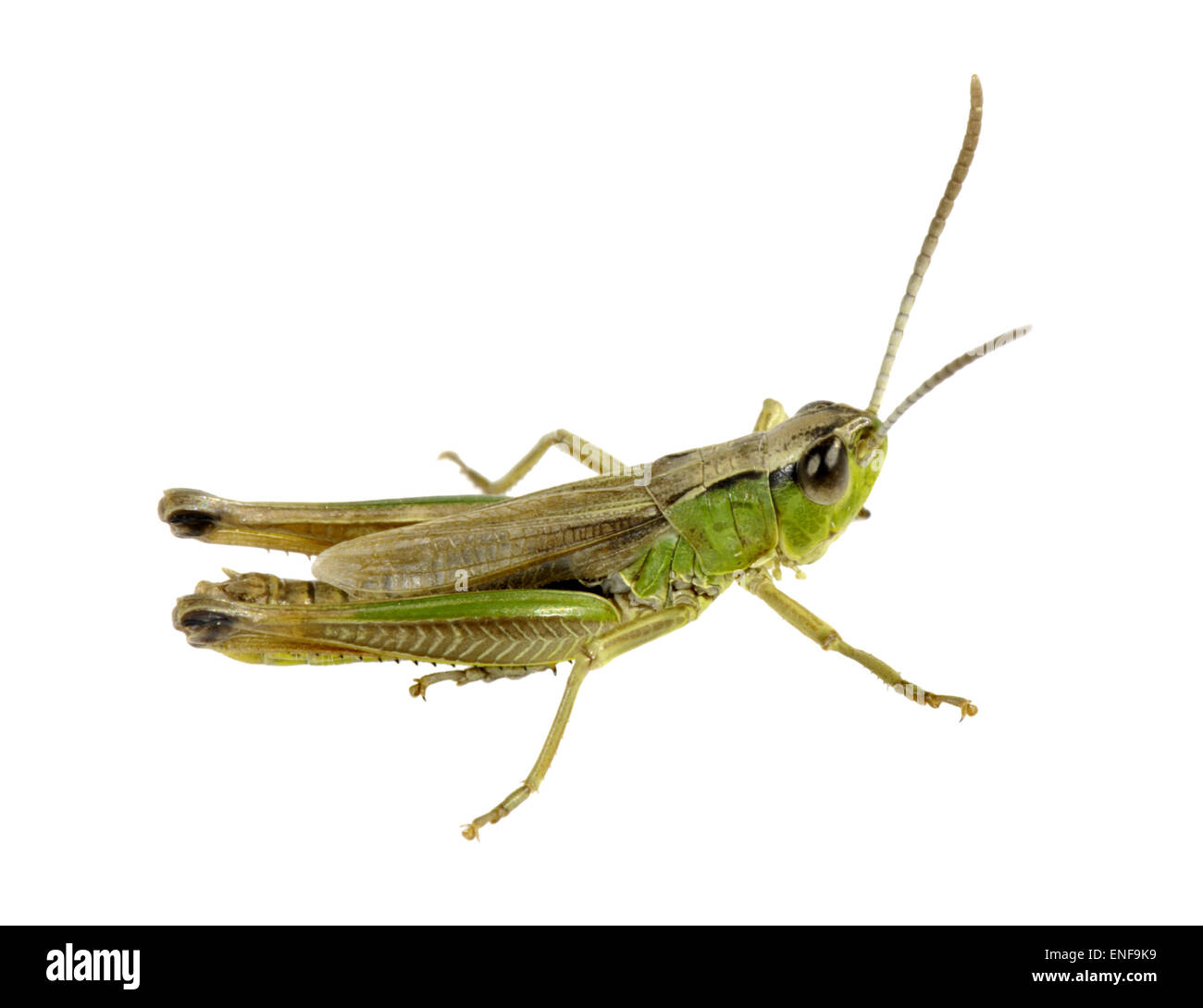 Meadow Grasshopper mâle - Chothippus parallelus Banque D'Images