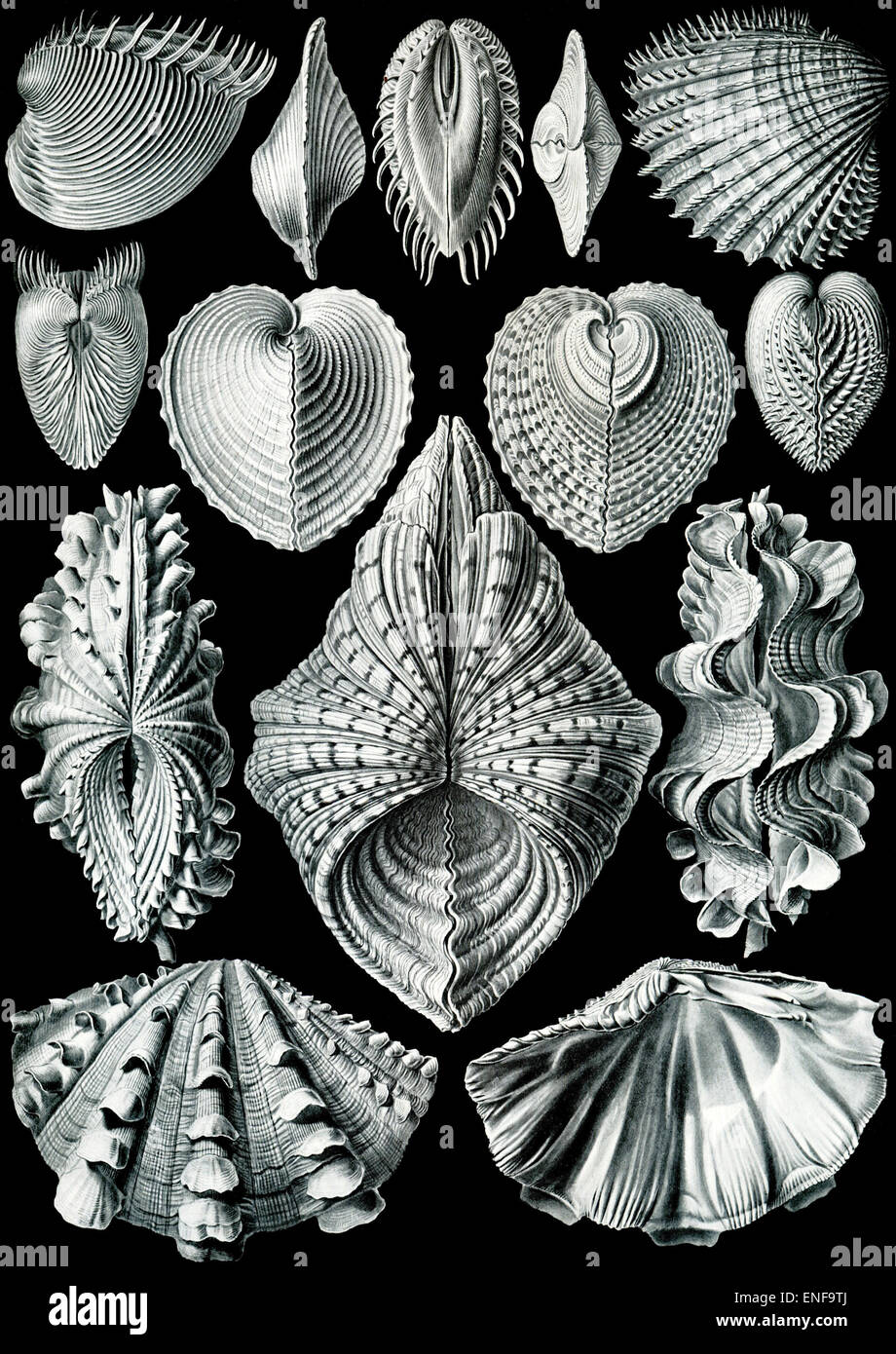 Acephala Bivalvia (mollusques), par Ernst Haeckel, 1904 - éditorial uniquement. Banque D'Images